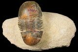 Bargain, Paralejurus Trilobite Fossil - Morocco #134050-1